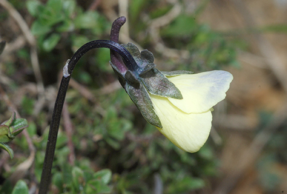 Viola aethnensis / Viola dell''Etna